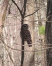 Bone Lady's 2008 Thru-hike