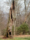 Twisted Tree At Siler's Bald Shelter by nightshaded in Trail & Blazes in North Carolina & Tennessee