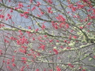 Budding Trees by nightshaded in Trail & Blazes in North Carolina & Tennessee