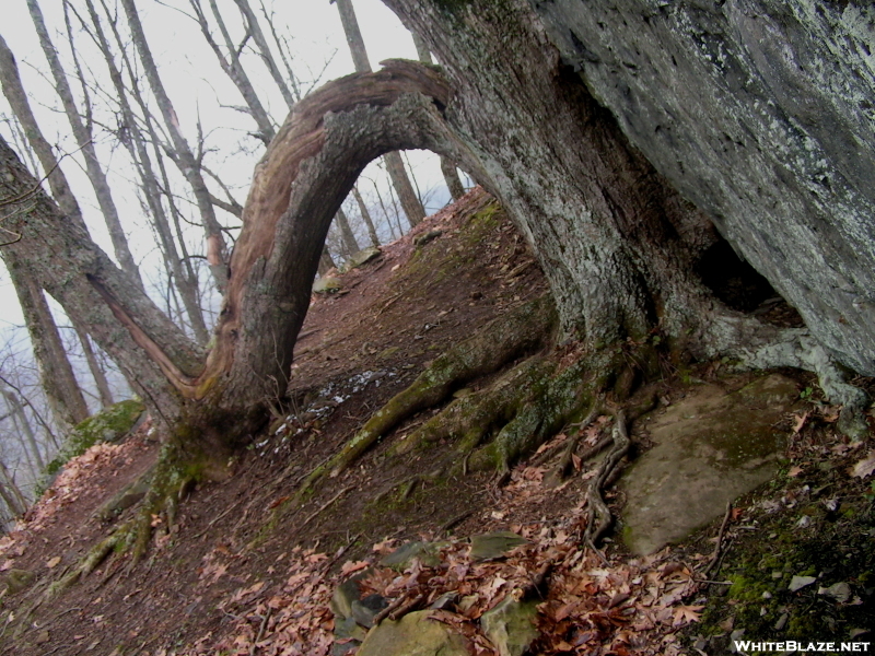 Odd Tree In The Trail