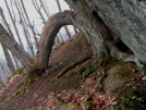 Odd Tree In The Trail by nightshaded in Trail & Blazes in North Carolina & Tennessee