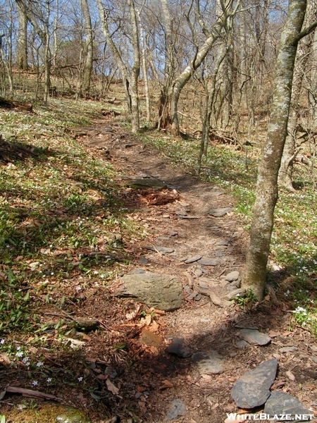 Trail In The Smokies