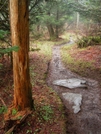 Trail Near Clingman's Dome by nightshaded in Trail & Blazes in North Carolina & Tennessee