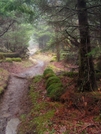 Trail Near Clingman's Dome by nightshaded in Trail & Blazes in North Carolina & Tennessee