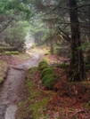 Trail Near Clingman's Dome