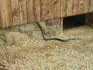 Snake At Fontana Dam Shelter by C2 in North Carolina & Tennessee Shelters