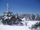 Roan Mountain Summit