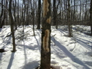 Woodpeckers by river1 in Section Hikers