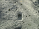 Real Moose Tracks In Mass.. by river1 in Section Hikers