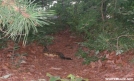 VA Rattler by hiker5 in Snakes