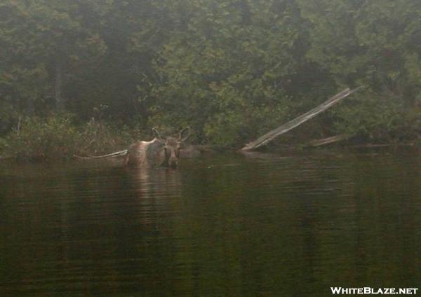 Moose in Pierce Pond (look close)