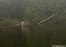 Moose in Pierce Pond (look close) by WalkinHome in Moose