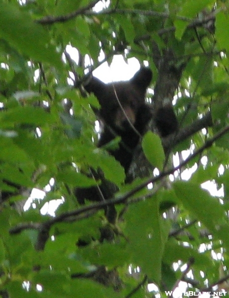 Bear In Tree On Pa Mst