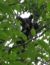 Bear In Tree On Pa Mst