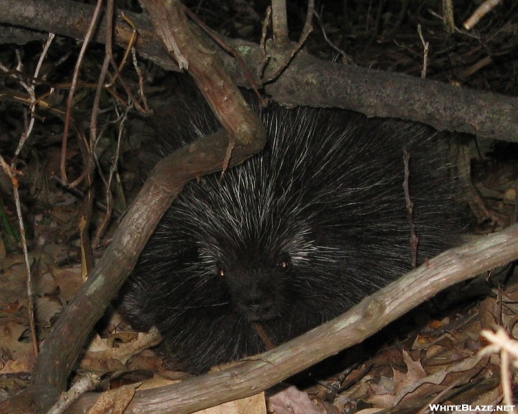Porcupine In Rupp Hollow On Pa Mst