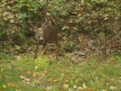 Charging Buck by sheepdog in Deer