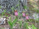 Lady Slippers by sheepdog in Flowers