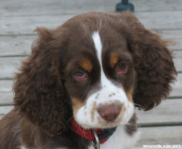 A Springer Named Katahdyn