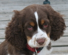 A Springer Named Katahdyn by sheepdog in Day Hikers