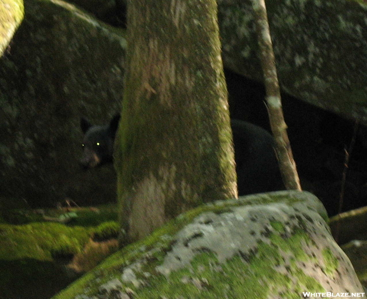 Gsmnp Bear