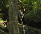 Gsmnp Bear