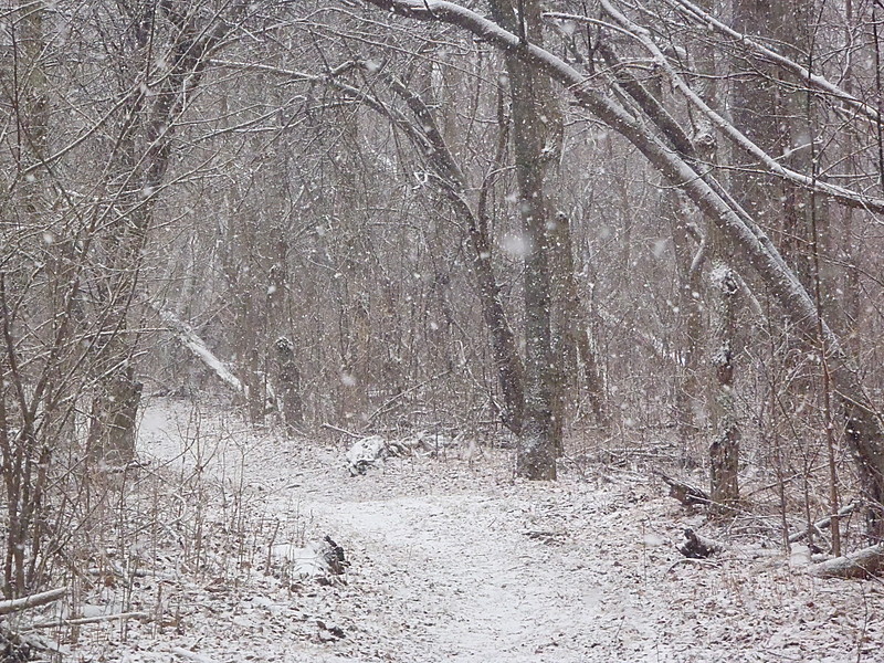 Snow in Shenandoah Nat'l Park ~2-5-2012