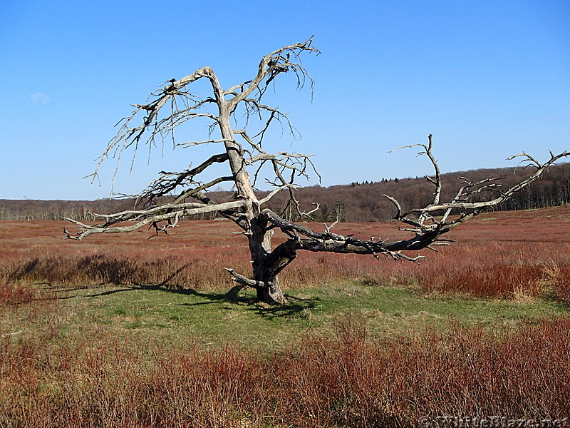 weather- beaten tree in Big Meadows, SNP