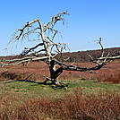 weather- beaten tree in Big Meadows, SNP by johnnybgood in Views in Virginia & West Virginia