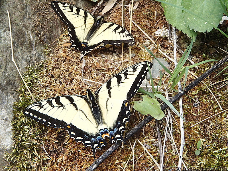 Swallowtail Butterflys