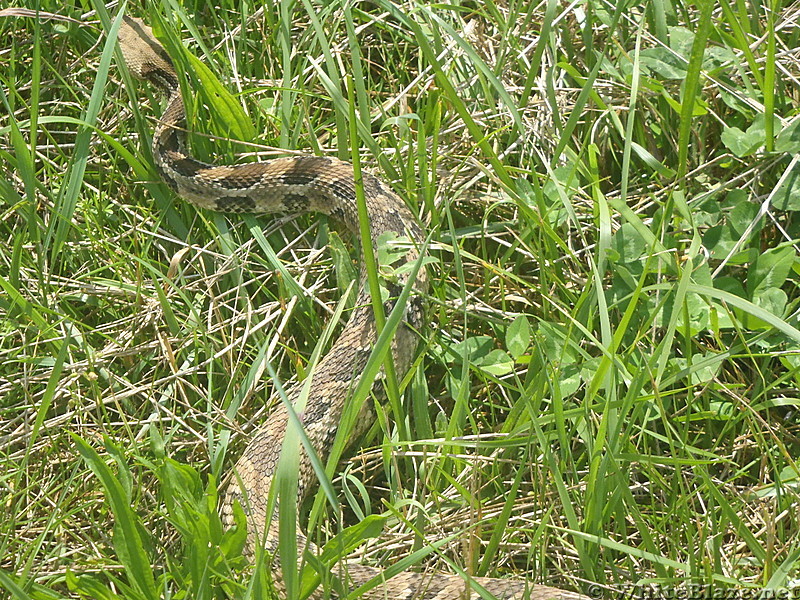 Rattler at Beagle Gap, SNP