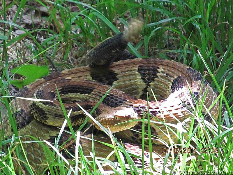 Rattlesnake ~ Shenendoah Nat'l Park