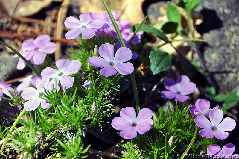 violet colored wildflowers