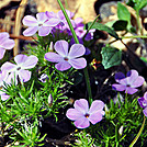 violet colored wildflowers