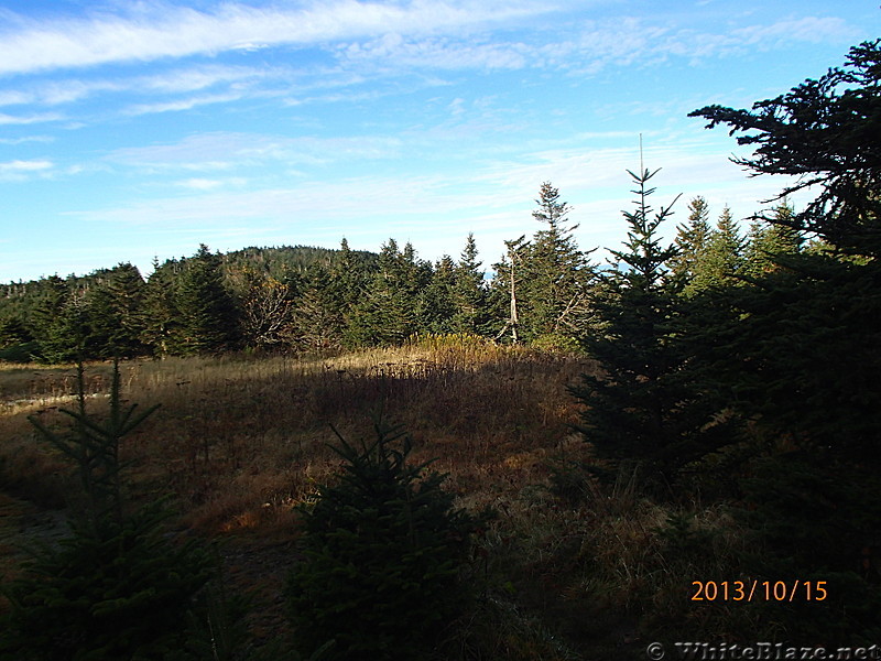 Roan bald