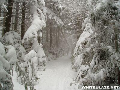 Roan Mountain (South of Carver's Gap)