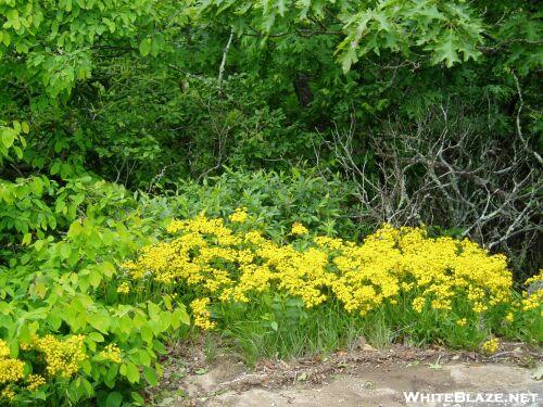 Wildflowers on Blood Mtn.