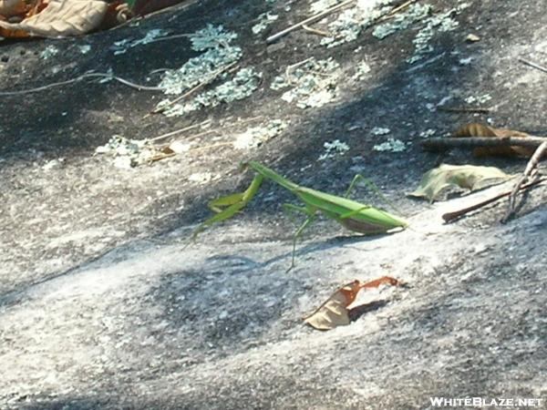 Praying Mantas on Bald Rock