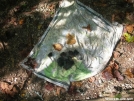 A Mapdana with bear scat... by Hammock Hanger in Other Trails