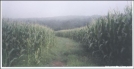 Cheshire, MA - AT cuts thru corn field by Hammock Hanger in Views in New Hampshire