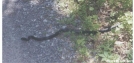 Black Snake by Hammock Hanger in Snakes