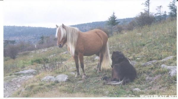 Blondie & foal...