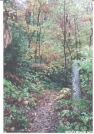 Rainy fall pic of the trail by Hammock Hanger in Views in Virginia & West Virginia