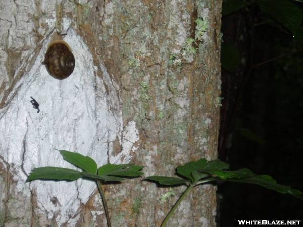 Benton MacKay white diamond and snail..