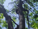 Momma Bear and one of her cubs by Hammock Hanger in Bears