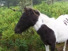 All The Pretty Horses! by HikerMan36 in Trail & Blazes in Virginia & West Virginia