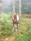 All The Pretty Horses! by HikerMan36 in Trail & Blazes in Virginia & West Virginia