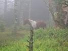 All The Pretty Horses! by HikerMan36 in Trail & Blazes in Virginia & West Virginia