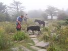 All The Pretty Horses! by HikerMan36 in Trail & Blazes in Virginia & West Virginia