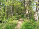 Springtime!! by HikerMan36 in Trail & Blazes in North Carolina & Tennessee