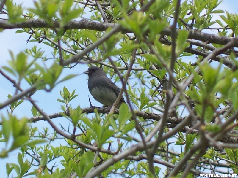 Junco?